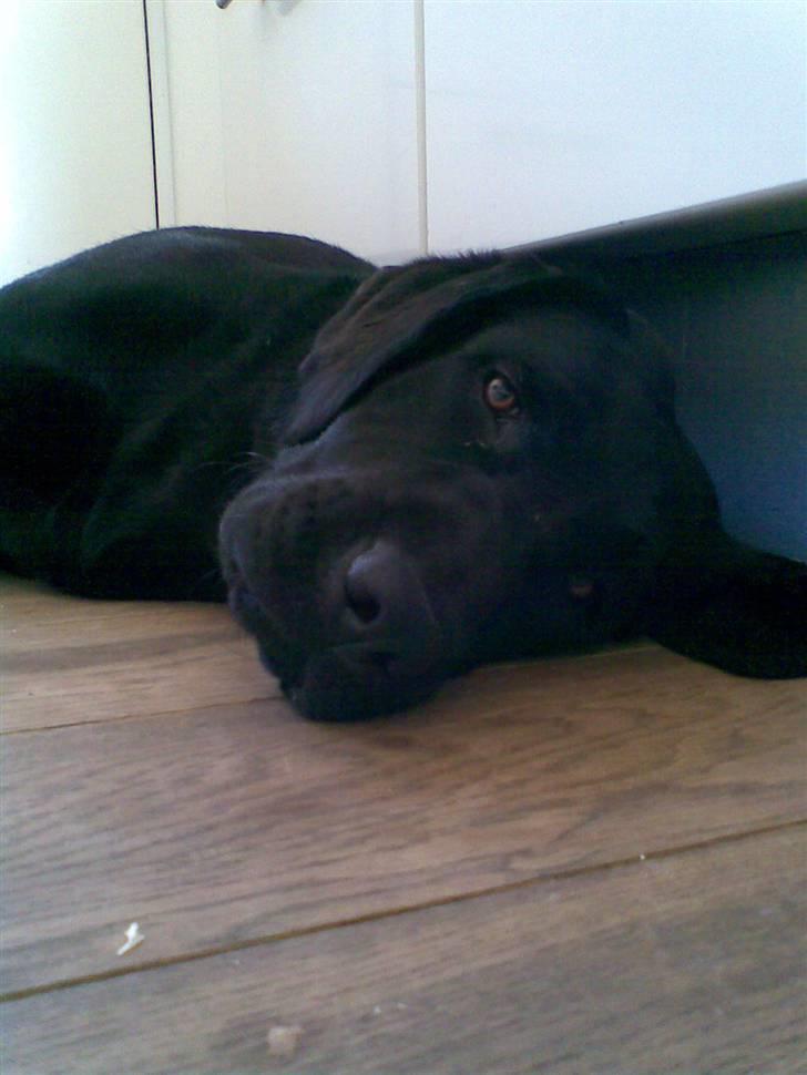 Labrador retriever Anky - *NYT* billede 10