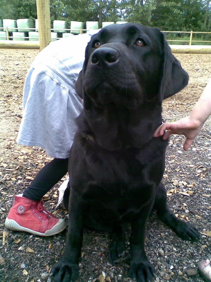 Labrador retriever Anky - *NYT* billede 11