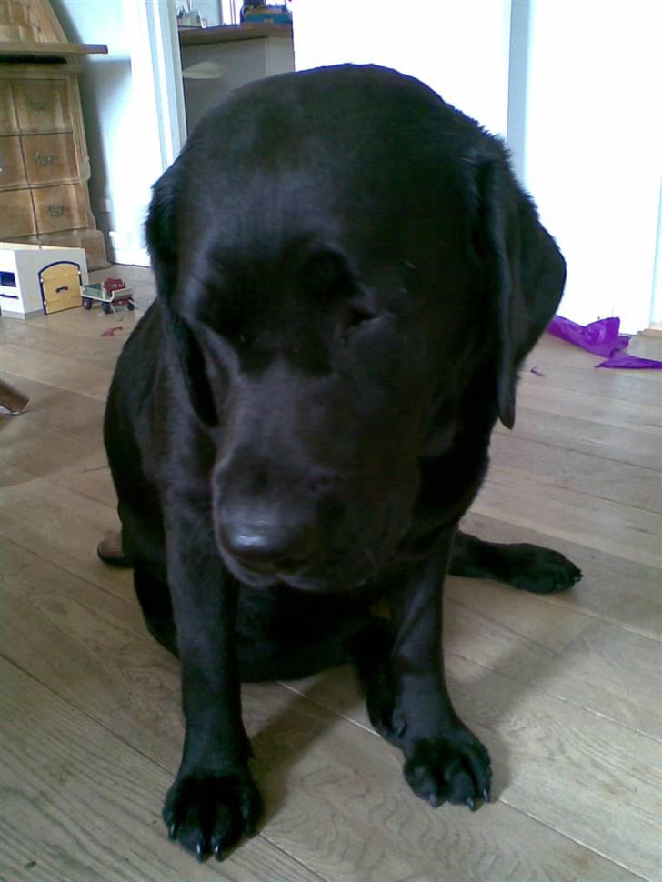 Labrador retriever Anky - *NYT* billede 12