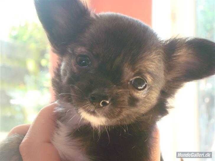 Chihuahua Misha billede 6