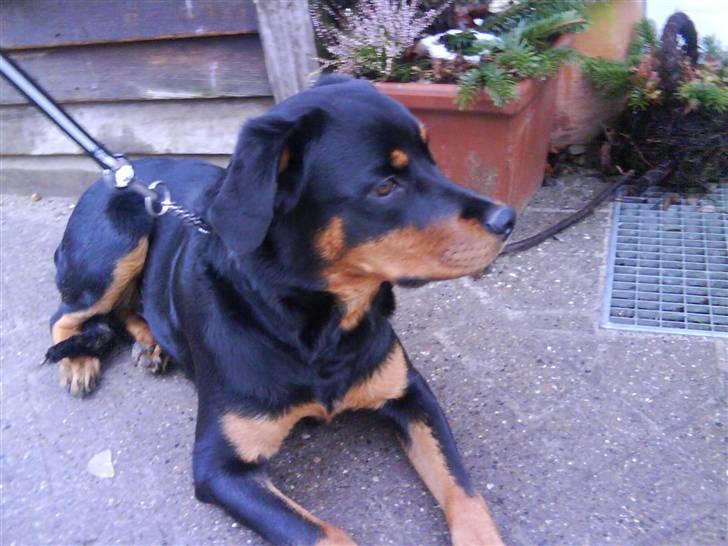 Rottweiler Malla <3 billede 12