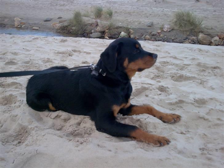 Rottweiler Malla <3 billede 13