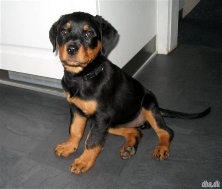 Rottweiler Malla <3 - Her er malla ikke ret gammel 3 måneder:) så sød.. billede 14