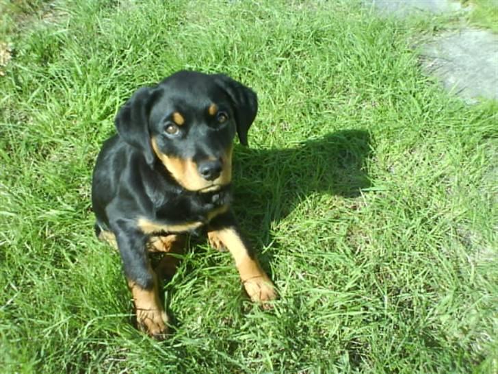 Rottweiler Malla <3 billede 15