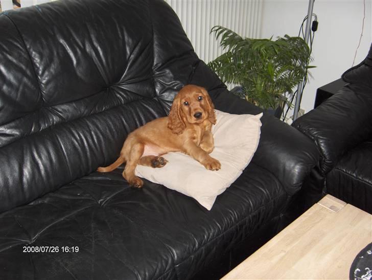 Cocker spaniel Felix - nyt billede komme hurtigst mulig.. senest mandag.. billede 1