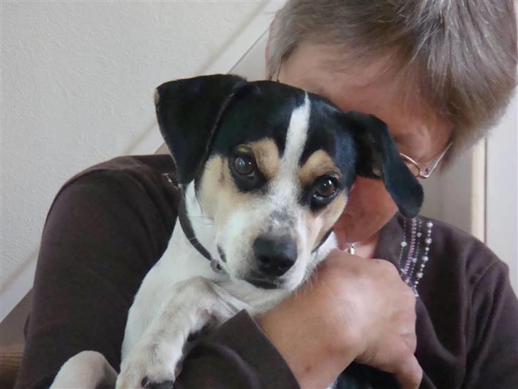 Dansk svensk gaardhund Futte (solgt) billede 1