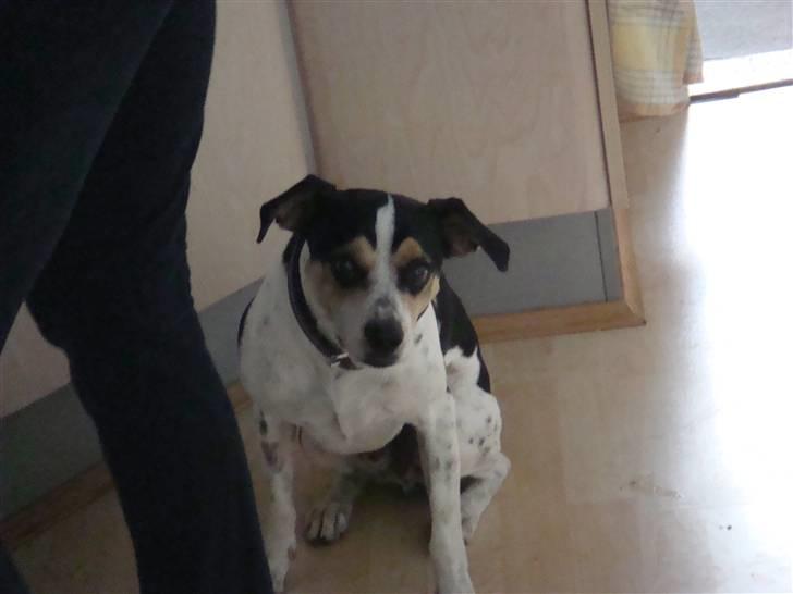 Dansk svensk gaardhund Futte (solgt) billede 2