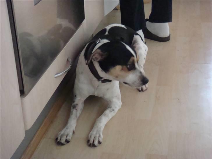 Dansk svensk gaardhund Futte (solgt) billede 3