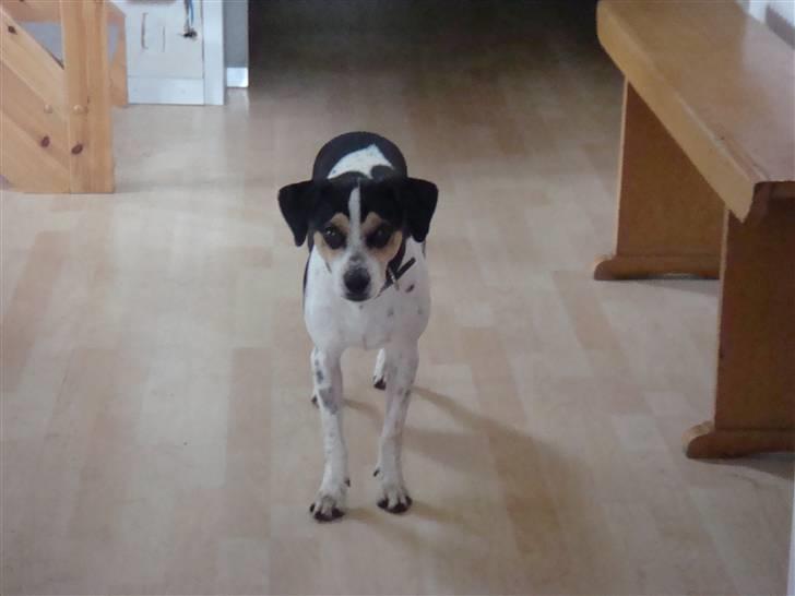 Dansk svensk gaardhund Futte (solgt) billede 4