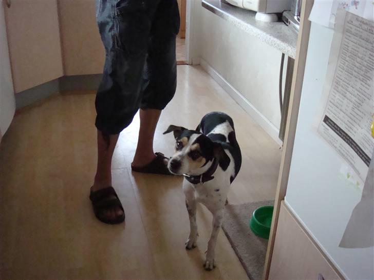 Dansk svensk gaardhund Futte (solgt) billede 5