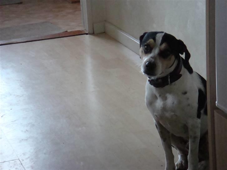 Dansk svensk gaardhund Futte (solgt) billede 6