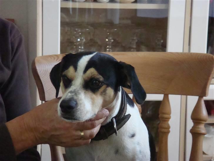 Dansk svensk gaardhund Futte (solgt) billede 7