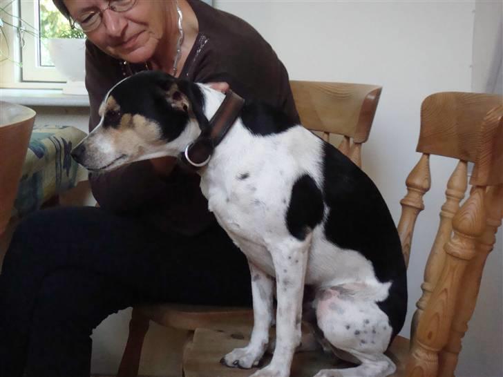 Dansk svensk gaardhund Futte (solgt) billede 8