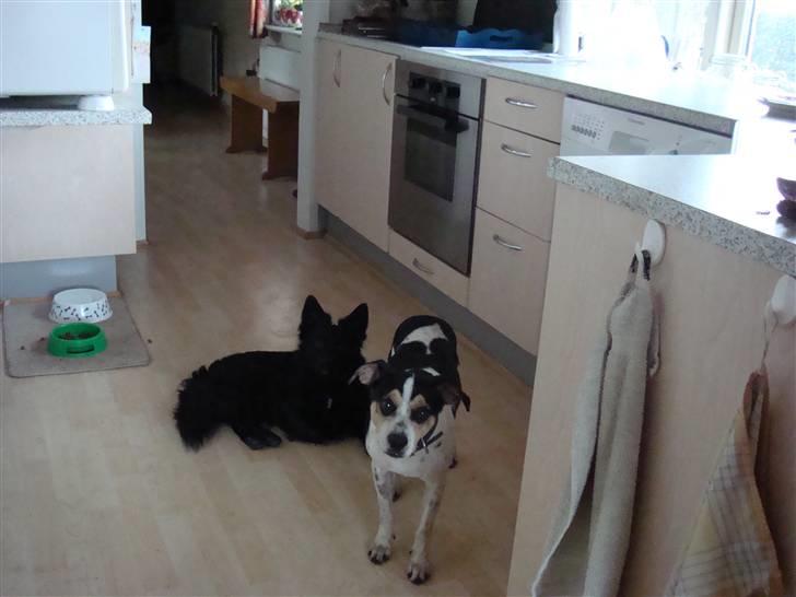 Dansk svensk gaardhund Futte (solgt) billede 9