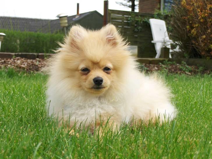 Pomeranian Svendsen billede 13