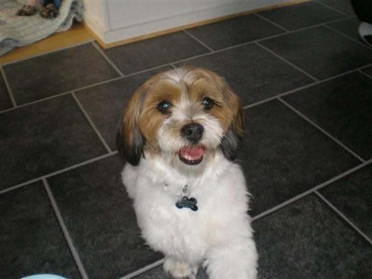 Blanding af racer Teddy *2006-2011* billede 15