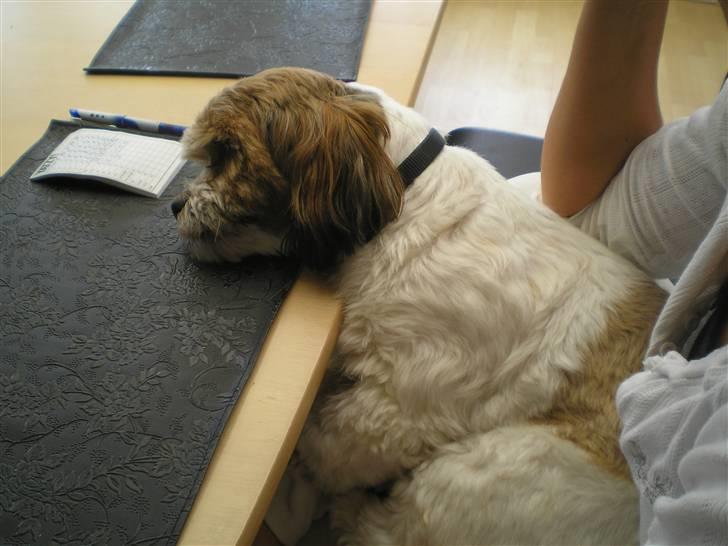 Blanding af racer Teddy *2006-2011* billede 16