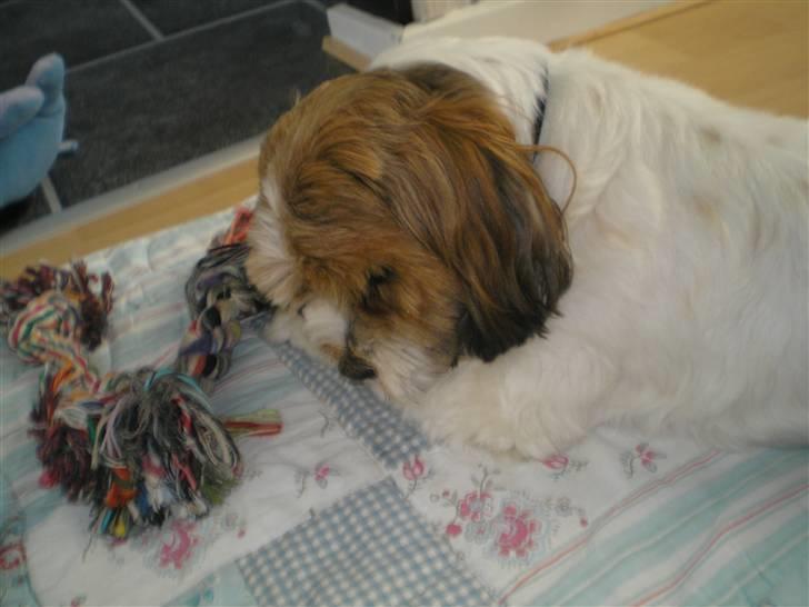 Blanding af racer Teddy *2006-2011* billede 17