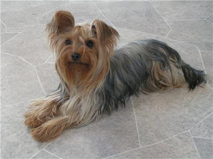 Yorkshire terrier Fiona billede 14