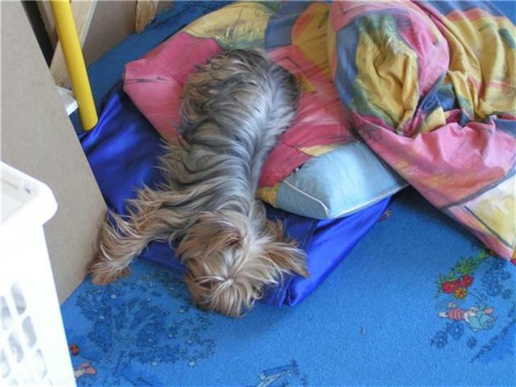 Yorkshire terrier Fiona billede 15