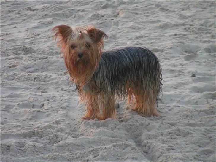 Yorkshire terrier Fiona billede 16