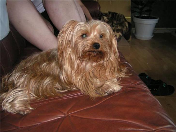 Yorkshire terrier Fiona - Fionas mor :P billede 17