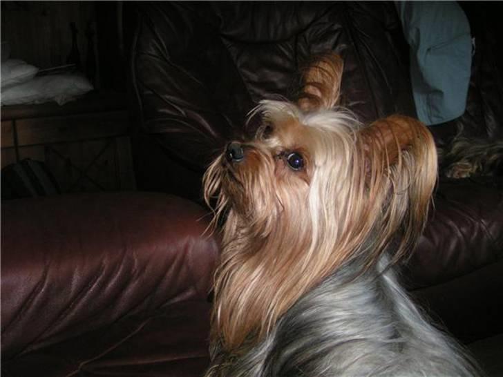 Yorkshire terrier Fiona - Fionas far :) billede 18