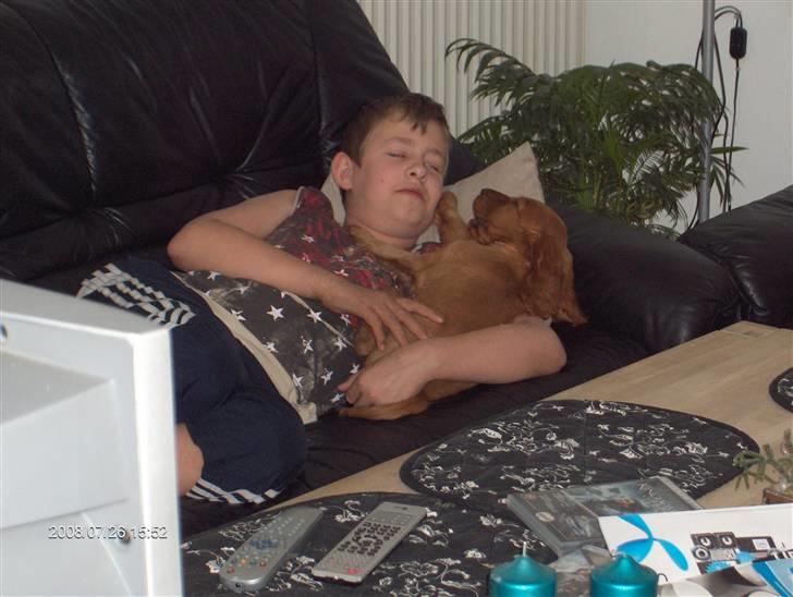 Cocker spaniel Felix billede 2