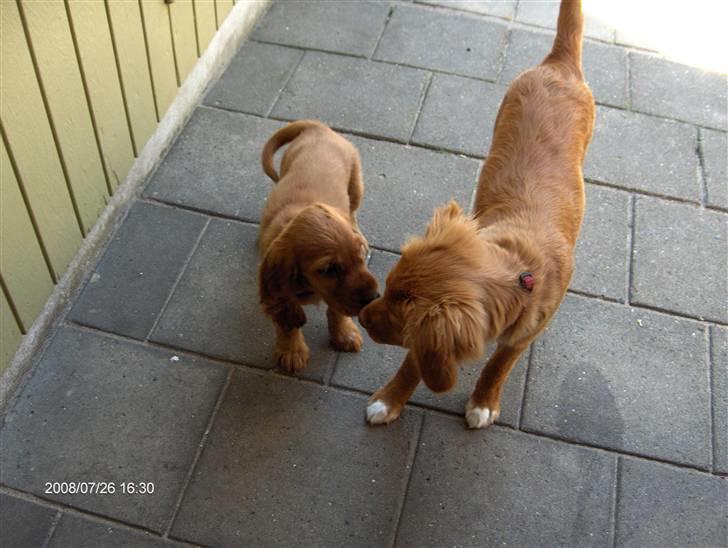 Cocker spaniel Felix billede 3
