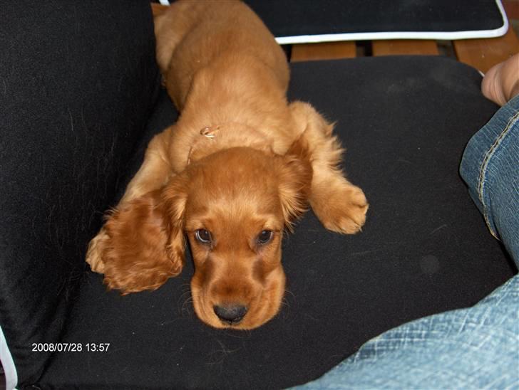 Cocker spaniel Felix billede 4