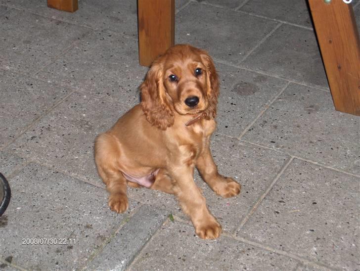 Cocker spaniel Felix billede 5