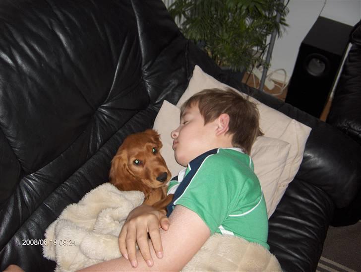 Cocker spaniel Felix billede 6