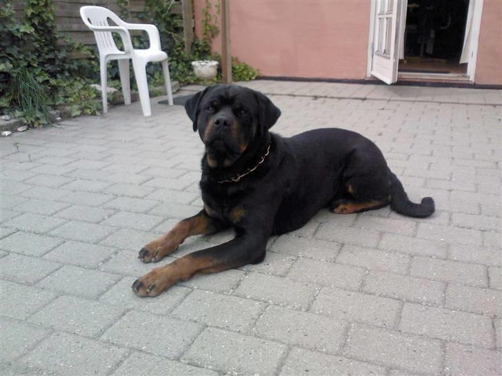 Rottweiler S.B. Von Barnewitz AZZO billede 17