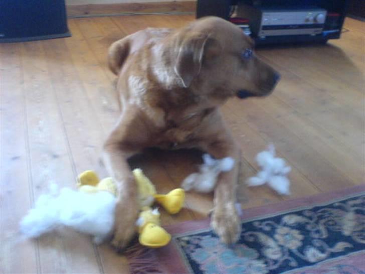 Blanding af racer Schila R.I.P 2010 - Mit lege tøj holder ik ret længe billede 5