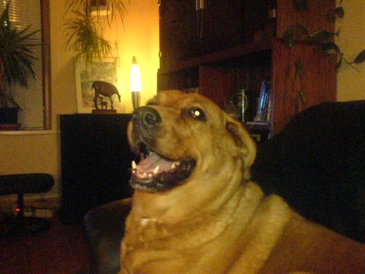 Blanding af racer Schila R.I.P 2010 billede 6