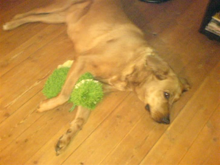 Blanding af racer Schila R.I.P 2010 billede 7