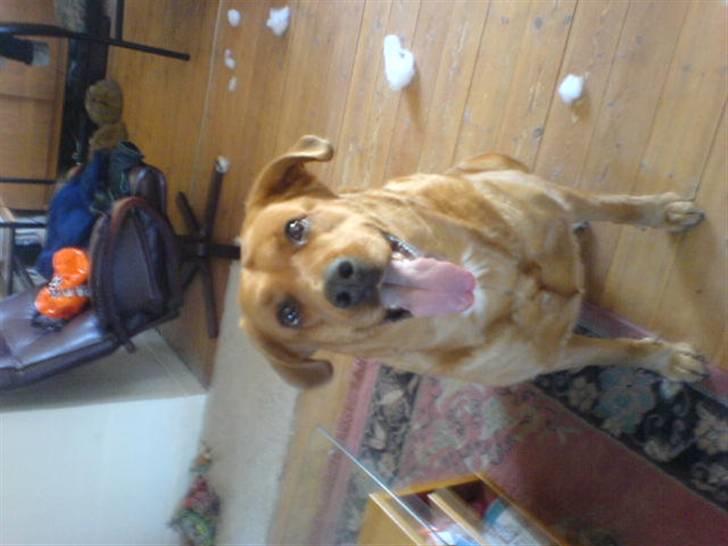 Blanding af racer Schila R.I.P 2010 - Det er ikke mig der har øgelagt mit legetøj billede 8