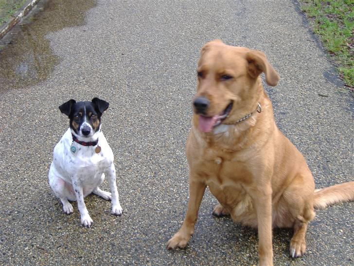 Blanding af racer Schila R.I.P 2010 - Min ven Frida billede 9