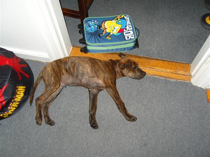 Blanding af racer Tiger - Puuuha det er hårdt at være hvalp engang imellem. billede 7