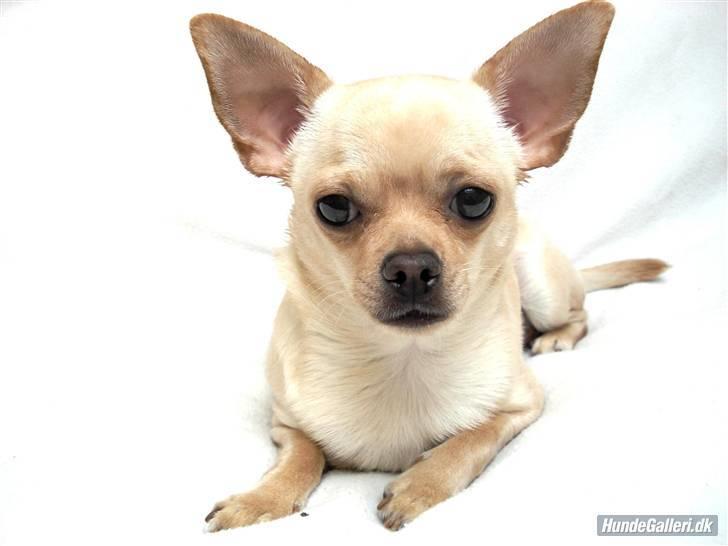 Chihuahua Chilli <3 billede 1