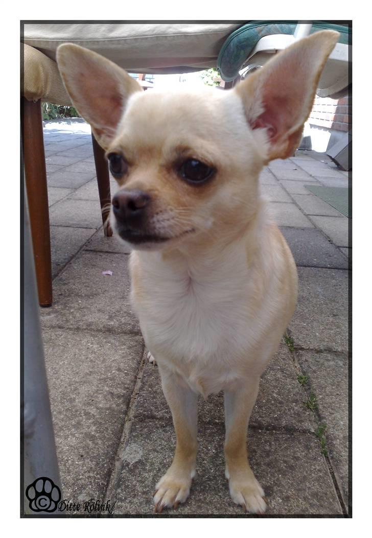 Chihuahua Chilli <3 billede 2