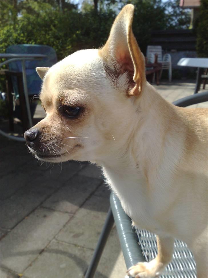 Chihuahua Chilli <3 billede 3