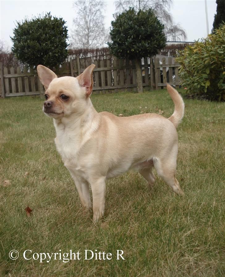 Chihuahua Chilli <3 - NYT 14.03.09 billede 4