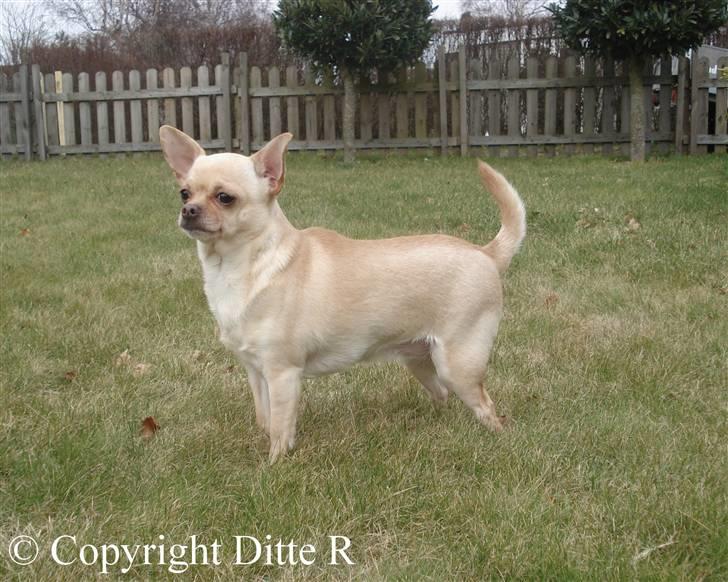 Chihuahua Chilli <3 - NYT 14.03.09 billede 5