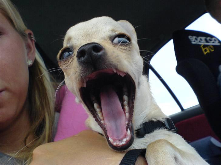 Chihuahua Chilli <3 billede 6