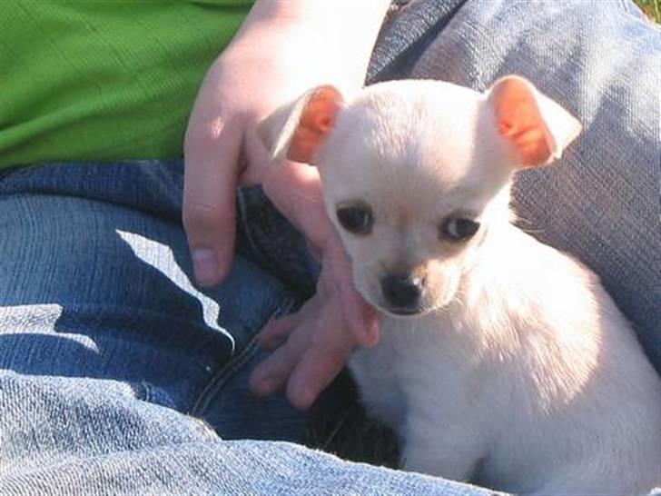 Chihuahua Chilli <3 billede 7