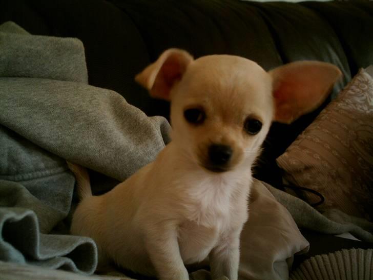 Chihuahua Chilli <3 billede 8