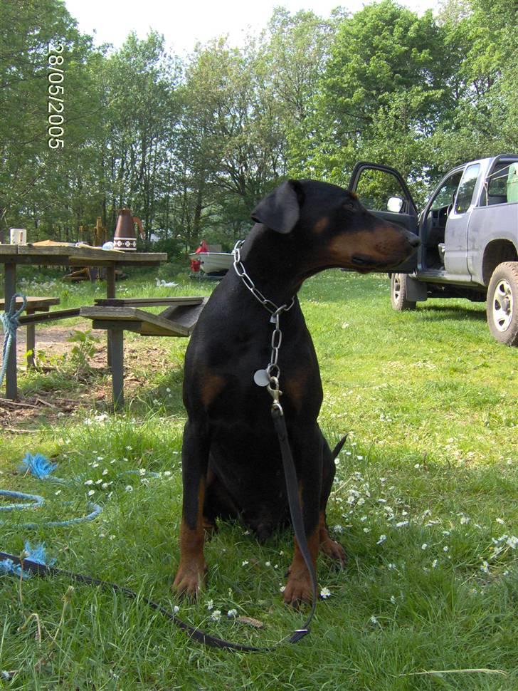 Dobermann Rosenlyst Amazing Murhfy R.I.P. - Fox billede 9