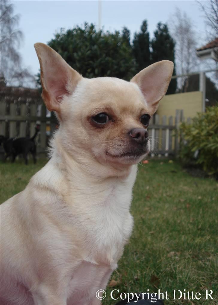 Chihuahua Chilli <3 - NYT 14.03.09 billede 9