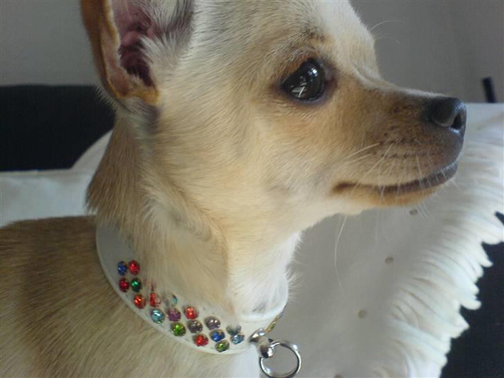 Chihuahua Chilli <3 billede 10